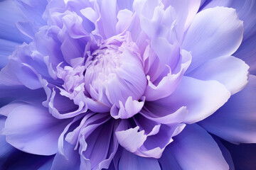 Macro photo of of beautiful lilac peony flower, close up