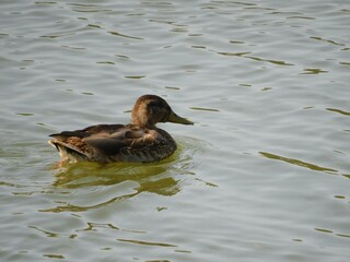 duck in the water