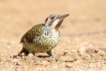 Female Bennett's Woodpecker (Campethera bennettii) foraging on the ground, Limpopo, South Africa