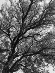 black and white trees photo capture 