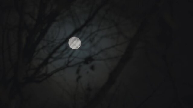 Full moon through the bare branches of trees in the forest, moonlight at night. 