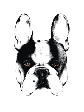 Cute french bulldog sketch. Vector illustration in hand-drawn style . Image for printing on any surface