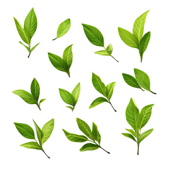 Green tea leaves on transparent background