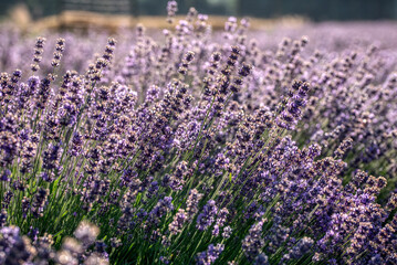 Selective focus on purple lavender flowers