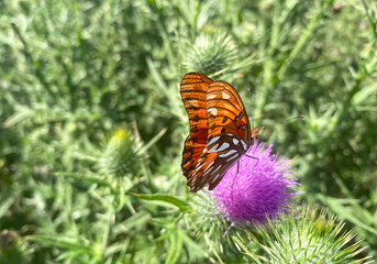 Close-up of a butterfly perched on thistle flowers with its wings half closed in a South American field.