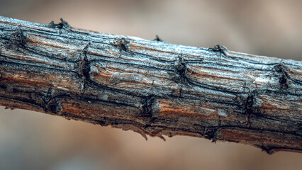 Dry pine branch close up.