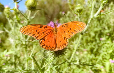 Close-up of a butterfly perched on thistle flowers with open wings on a sunny day.