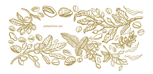 Vector hand drawn pistachio tree branch set with leaves and nuts. Botanical drawing. Vintage style. Nuts and seeds collection.	