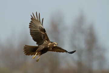 Flying Birds of prey Marsh harrier Circus aeruginosus, hunting time Poland Europe