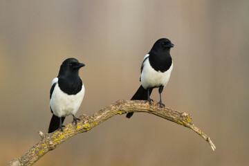 bird Eurasian Magpie or Common Magpie or Pica pica with blurred background