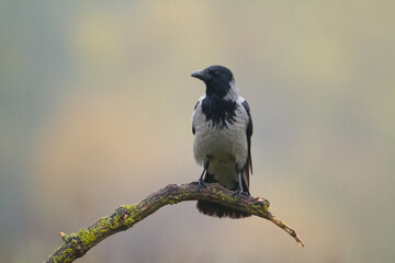 Bird - Hooded crow Corvus cornix in amazing blurred background Poland Europe