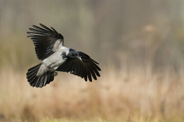 Bird - Hooded crow Corvus cornix in amazing blurred background Poland Europe
