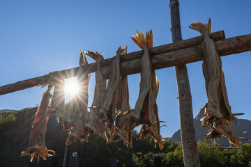 Sunlight streams through hanging dried cod on a wooden rack in Lofoten, Norway, highlighting a...