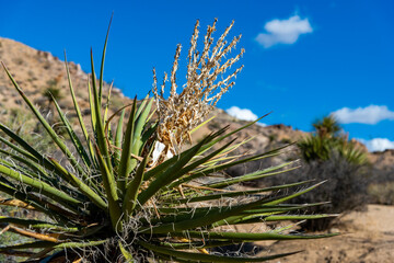 Large yucca and various desert plants in a rocky desert area in Anza Borrego State Park