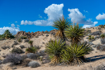 Fototapeta na wymiar Large yucca and various desert plants in a rocky desert area in Anza Borrego State Park