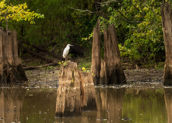 Great Egret bird perched on stumps from felling of bald cypress trees in calm waters of Atchafalaya...