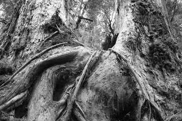 Roots on cochamo valley