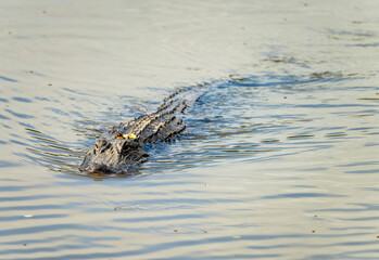 American alligator approaching across calm waters of Atchafalaya delta with eyes and snout visible in ripples