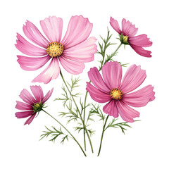 Soft Purple Pink Cosmos Flowers Botanical Watercolor Painting Illustration