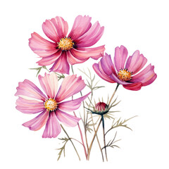 Fototapeta premium Beautiful Pink Cosmos Flowers Botanical Watercolor Painting Illustration