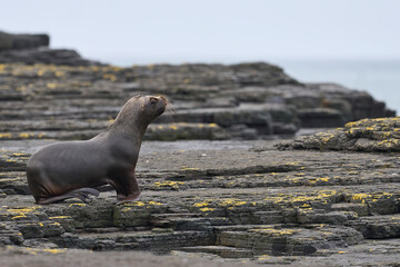 Male Southern Sea Lion (Otaria flavescens) on the coast of Bleaker Island in the Falkland Islands.