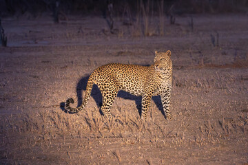 A Leopard at sunset stops to survey the scene in South Luangwa National Park, Zambia.