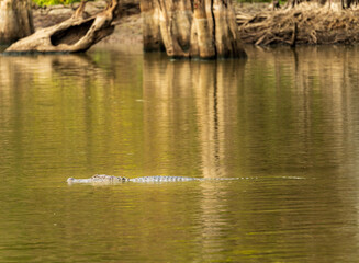 American alligator in profile in the calm waters of Atchafalaya delta with eyes and snout visible...