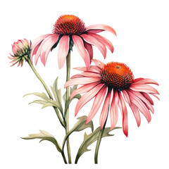 Bright Pink Echinacea Flower Botanical Watercolor Painting Illustration - obrazy, fototapety, plakaty