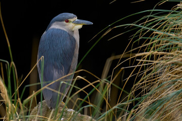 Black-crowned Night-heron (Nycticorax nycticorax falklandicus) on the coast of Bleaker Island in the Falkland Islands.