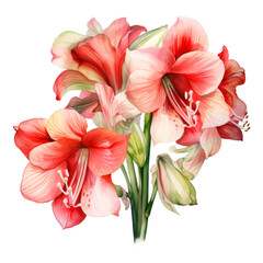 Big Beautiful Red and White Amaryllis Flowers Bouquet Botanical Watercolor Painting Illustration
