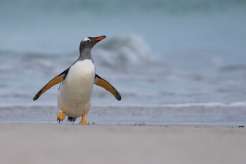 Gentoo Penguin (Pygoscelis papua) emerging from the sea onto a large sandy beach on Bleaker Island...