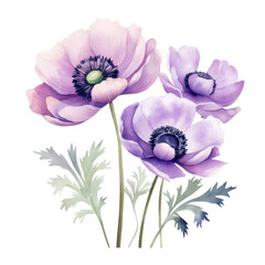 Elegant Light Purple Anemone Flowers Botanical Watercolor Painting Illustration