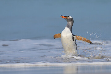 Gentoo Penguin (Pygoscelis papua) emerging from the sea onto a large sandy beach on Bleaker Island...