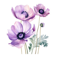 Four Purple Anemone Flowers Botanical Watercolor Painting Illustration