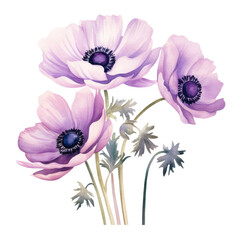 Beautiful Blooming Purple Anemone Flowers Botanical Watercolor Painting Illustration