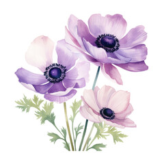 Three Purple Anemone Flowers Botanical Watercolor Painting Illustration