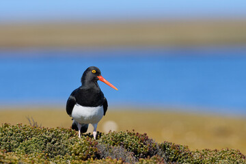 Magellanic Oystercatcher (Haematopus leucopodus) standing amongst spring vegetation on Bleaker...