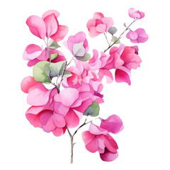 Pastel Pink Bougainvillea Flower or Paper Flower Botanical Watercolor Painting Illustration