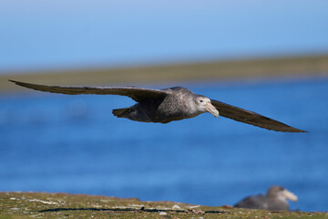 Southern Giant Petrel (Macronectes giganteus) flying over pasture along the coast of Bleaker Island...