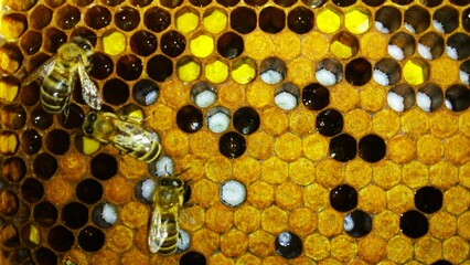 Pszczoły, komórki pszczele