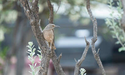 Curve-billed Thrasher in nature