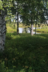 birch grove in summer green grass in the distance river