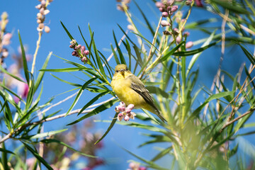 Yellow Warbler on Desert Willow Tree in Nature