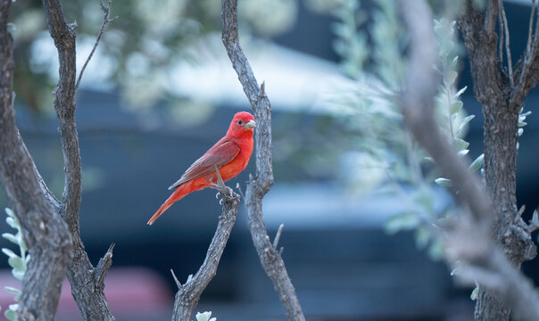 Summer Tanager, a red bird on a branch in Nature