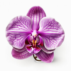 Naklejka na ściany i meble Elegant Purple Orchid Isolated on White - Graceful Floral Beauty in Captivating Contrast.