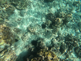 Fototapeta na wymiar Wana - Hawaiian Black Sea Urchin
