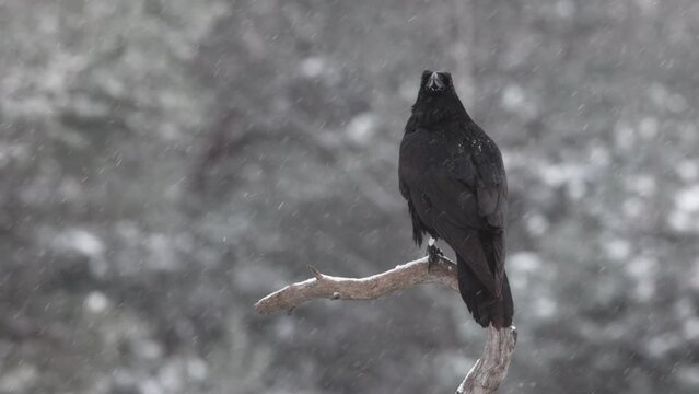 Kruk (Corvus corax)