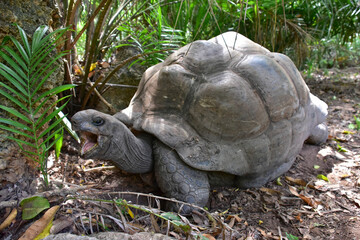 Giant Galapagos tortoise, close-up photo.