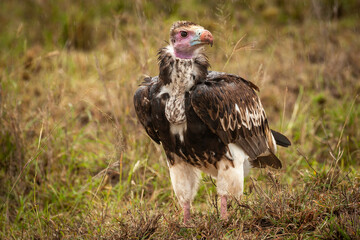 Lappet faced vulture stationary on the ground in serengeti national park, tanzania.