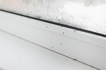 Close up of many dead midges and water droplets condensation on white metal-plastic window and windowsill indoors apartment. Problems with pests and high humidity - obrazy, fototapety, plakaty